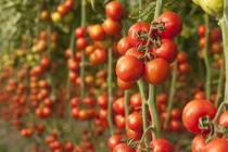 Tomates rojos en cultivo BASF Argentina Tomates rojos en cultivo BASF Argentina