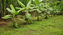 Cultivo de Banano BASF Colombia