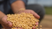 UY-cultivo-SOJA UY-cultivo-SOJA