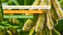 Soybean plants dont rely on pollinators.