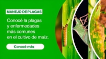 PY-Manejo-de-plagas-Maiz(2) PY-Manejo-de-plagas-Maiz(2)