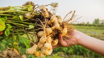farmer harvest peanut on agriculture plantation., Fresh peanut, peanut trees, fresh peanuts plants with roots. farmer harvest peanut on agriculture plantation., Fresh peanut, peanut trees, fresh peanuts plants with roots.