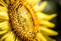 UY-cultivo-giraso UY-cultivo-giraso