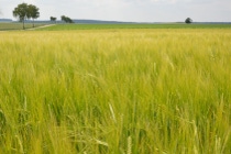 UY-cultivo-de-cebada campo