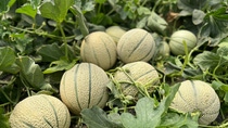 Fotografia del cultivo de melón en Colombia Fotografia del cultivo de melón en Colombia