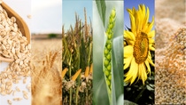 UY-cultivo-avena-cebada-maiz-trigo-girasol-soja UY-cultivo-avena-cebada-maiz-trigo-girasol-soja