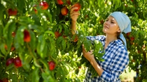 Woman farmer in an apple orchard Woman farmer in an apple orchard