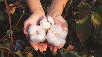 In the hands of the cotton grower harvested cotton; Shutterstock ID 1510369553; purchase_order: ; job: ; client: ; other: 