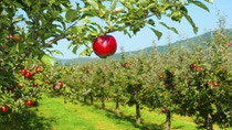apple orchard, ripe fruits hanging on branch; Shutterstock ID 250873984; purchase_order: -; job: -; client: -; other: - apple orchard, ripe fruits hanging on branch; Shutterstock ID 250873984; purchase_order: -; job: -; client: -; other: -