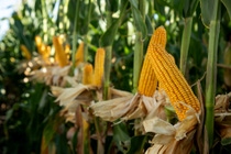 PY-Maiz-Cultivo PY-Maiz-Cultivo