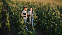 Two people inspecting corn plants in a field, discussing data and holding a clipboard and corn cobs.    