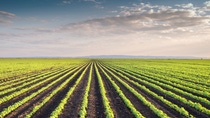 Soybean Field Rows in spring Soybean Field Rows in spring