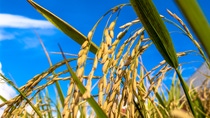 rice plant in field on farm in Rio Grande do Sul state, Brazil; Shutterstock ID 1198761193; purchase_order: ; job: ; client: ; other: 