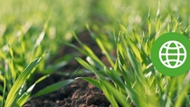Close-up of green plants growing in soil. 