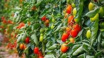 Many plum  tomatoes in summer garden. Best Heirloom Roma Tomato Varieties.  ; Shutterstock ID 2147932895; purchase_order: ; job: ; client: ; other:  Many plum  tomatoes in summer garden. Best Heirloom Roma Tomato Varieties.  ; Shutterstock ID 2147932895; purchase_order: ; job: ; client: ; other:
