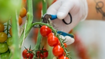 Cherry tomatoes being cut