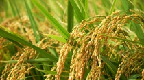 Close-up picture of crops Close-up picture of crops