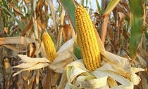 UY-cultivo-de-maiz UY-cultivo-de-maiz