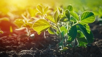 imagen de una plantación de maíz en méxico imagen de una plantación de maíz en méxico