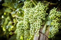PY-Cultivo-frutal-UVA PY-Cultivo-frutal-UVA