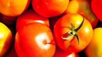 Tomate