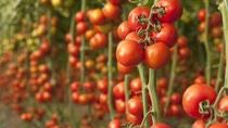 Fotografia del cultivo de tomate en Mexico Fotografia del cultivo de tomate en Mexico