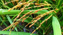 Rice (Latin: Oryza sativa L.) is one of the most important cultivated plants in civilization. Although mainly refers to cultivated plant types, rice is also used to refer to several types of the same ; Shutterstock ID 1867666339; purchase_order: -; job: -; client: -; other: - Rice (Latin: Oryza sativa L.) is one of the most important cultivated plants in civilization. Although mainly refers to cultivated plant types, rice is also used to refer to several types of the same ; Shutterstock ID 1867666339; purchase_order: -; job: -; client: -; other: -