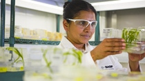 Aparna Sri Vanguri, Senior Associate Scientist in the transformation group, examines young transgenic corn plants that have been inoculated with Agrobacterium. Agrobacterium is a common soil bacterium that has developed an ability to cleanly transfer genetic material into plant cells. Corn cells that have been successfully transformed may carry the desired new trait, such as resistance to fungal pathogens or herbicides. Aparna Sri Vanguri, Senior Associate Scientist in the transformation group, examines young transgenic corn plants that have been inoculated with Agrobacterium. Agrobacterium is a common soil bacterium that has developed an ability to cleanly transfer genetic material into plant cells. Corn cells that have been successfully transformed may carry the desired new trait, such as resistance to fungal pathogens or herbicides.