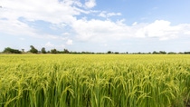 amplo campo de arroz verde com céu azul e nuvens brancas 