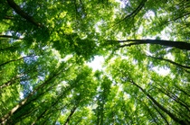 UY-forestal-eucaliptos-envolvente UY-forestal-eucaliptos-envolvente