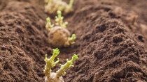 Potato tubers planting into the ground. Early spring preparations for the garden season.; Shutterstock ID 638970292; purchase_order: ; job: ; client: ; other: Potato tubers planting into the ground. Early spring preparations for the garden season.; Shutterstock ID 638970292; purchase_order: ; job: ; client: ; other: