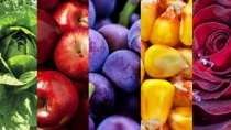 Bright collage of healthy lettuce, apples, plums, corn, and rose Bright collage of healthy lettuce, apples, plums, corn, and rose