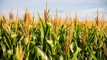 Corn Plantation Food; Shutterstock ID 1231066045; purchase_order: ; job: ; client: ; other: 