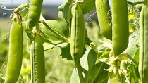 AR Cultivo Arveja AR Cultivo Arveja