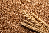 Wheat, Ear of Wheat