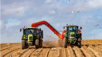 Two agricultural vehicles harvesting crops in field with birds flying under blue sky. 