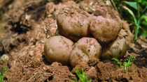 http://www.avalonstudio.eu/istock/fruits_vagatables2.jpg http://www.avalonstudio.eu/istock/fruits_vagatables2.jpg
