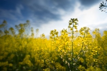 Campo de colza, flores de canola en flor de cerca. Violación en el campo en verano. Aceite de colza de color amarillo brillante. Colza en flor.; Identificación de Shutterstock 1109158820; orden_compra:1086744798; trabajo:Christoph Schweizer; cliente:E-APE/NDM; otro:21268877 Campo de colza, flores de canola en flor de cerca. Violación en el campo en verano. Aceite de colza de color amarillo brillante. Colza en flor.; Identificación de Shutterstock 1109158820; orden_compra:1086744798; trabajo:Christoph Schweizer; cliente:E-APE/NDM; otro:21268877