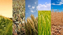 PY-maiz-trigo-sorgo-arroz-soja PY-maiz-trigo-sorgo-arroz-soja