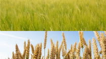 UY-cultivo-Cebada-Trigo UY-cultivo-Cebada-Trigo