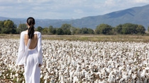 Fashion show in cotton field_2 Fashion show in cotton field_2