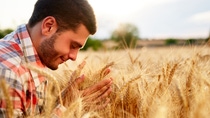 Smiling farmer holding and smelling a bunch of ripe cultivated wheat ears in hands. Agronomist examining cereal crop before harvesting on sunrise. Golden field on sunset. Organic farming concept. Smiling farmer holding and smelling a bunch of ripe cultivated wheat ears in hands. Agronomist examining cereal crop before harvesting on sunrise. Golden field on sunset. Organic farming concept.