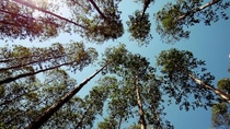 A couple of trees seen from below A couple of trees seen from below