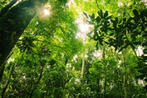 Brazilian Rainforest; Shutterstock ID 127521311; purchase_order:1086744798; job:Thavy Staal; client:APD/R; other:20767352 Brazilian Rainforest; Shutterstock ID 127521311; purchase_order:1086744798; job:Thavy Staal; client:APD/R; other:20767352