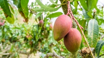 Mangos hanging from a tree