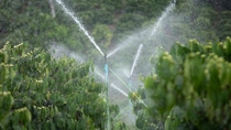 Water sprinkler system in the coffee plantation.; Shutterstock ID 1625205274; purchase_order: ; job: ; client: ; other: 