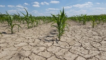 dry corn field with young corn plants