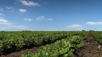 AR-Mani-Plantación AR-Mani-Plantación