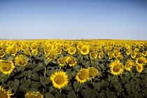 UY-cultivo-girasol-campo UY-cultivo-girasol-campo