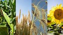 AR-maiz-trigo-cebada-girasol